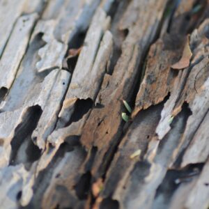img of damaged wood