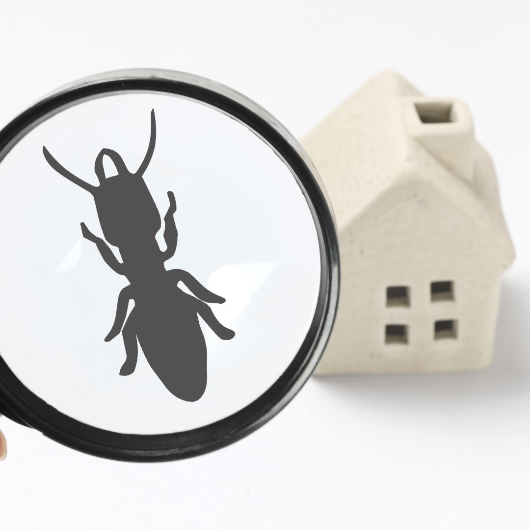 microscope looking at pest with mini house in background