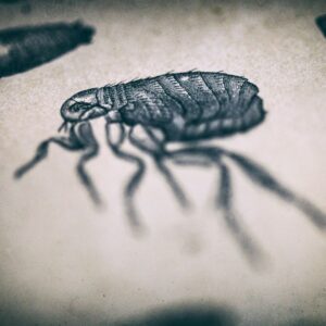 Parasites