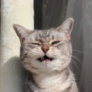 Allergic Reactions