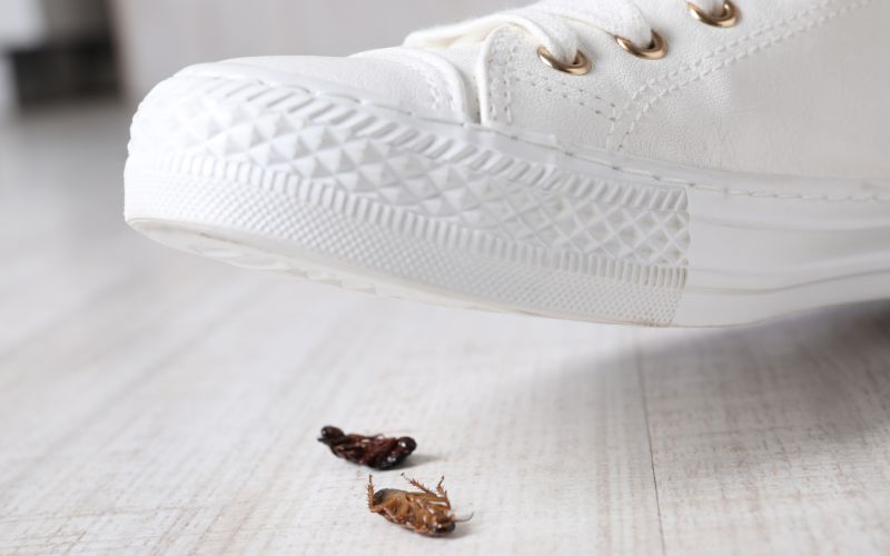 Someone stepping on cockroaches in house