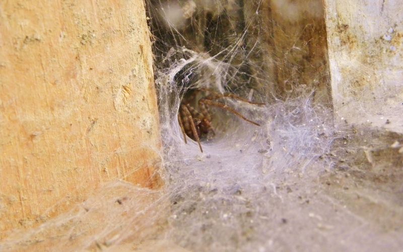 Spider in web in a corner