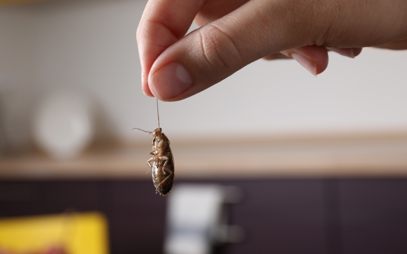 man holding a cockroach