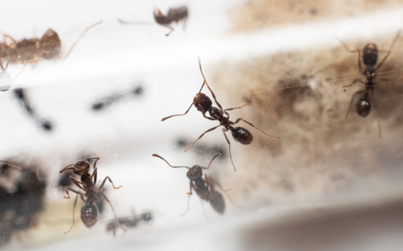 ants