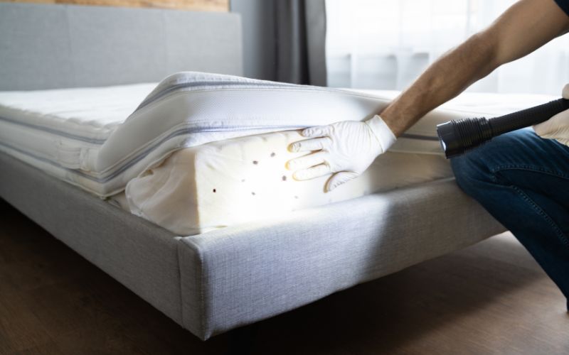 bed bugs on mattress