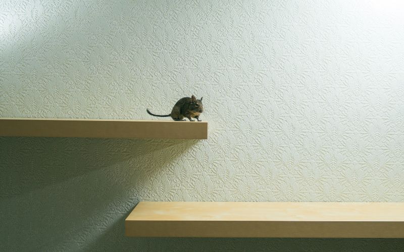 mouse on shelf