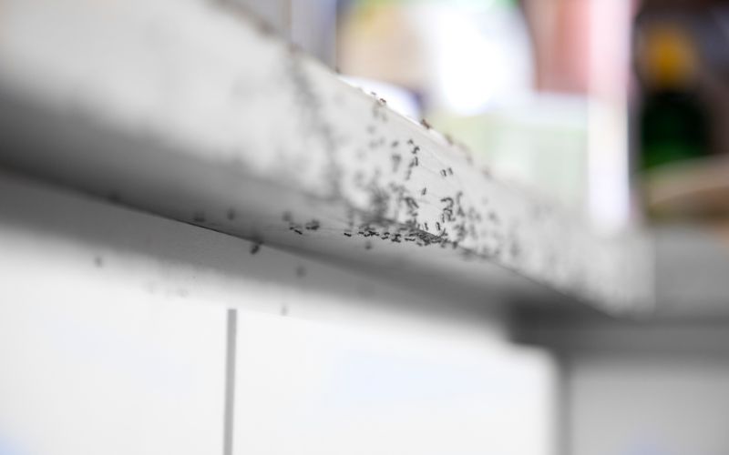 ants on counter