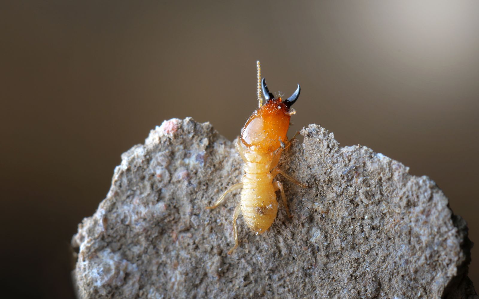 a termite on a piece of rock