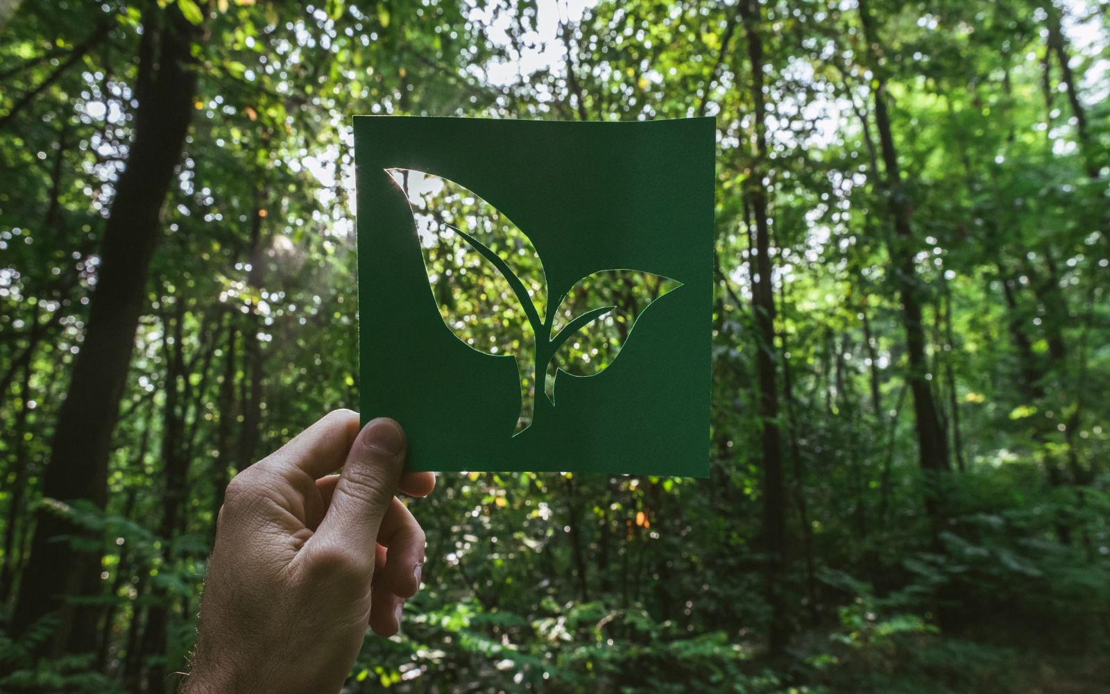 holding a cutout of a leaf up to a background of a forest