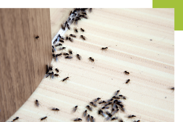 pests in house