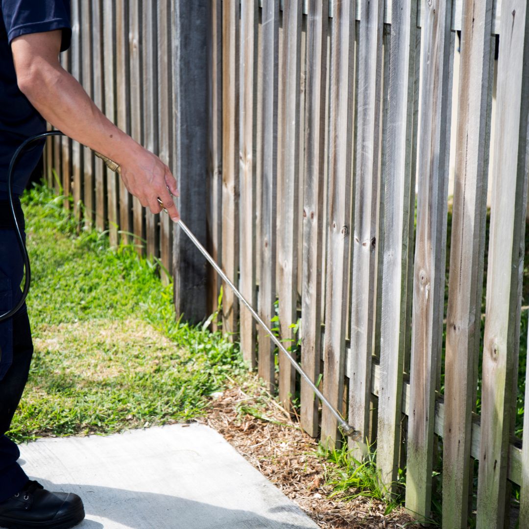 Pest Control Loomis-image2