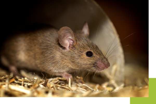 rat