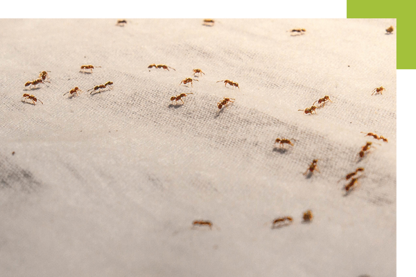 ants crawling on some fabric