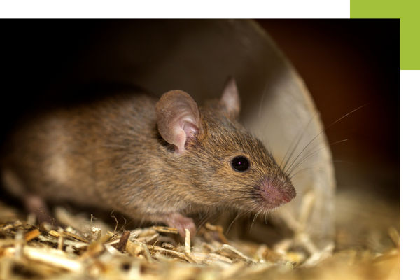 Pest Control Plumas Lake1