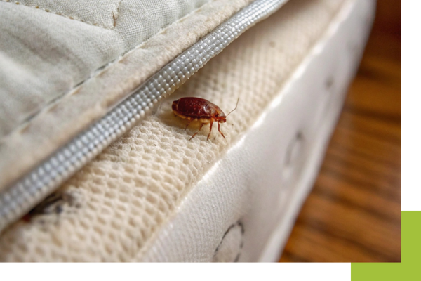 image of bed bugs