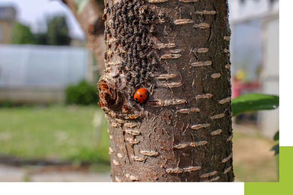 Insects near a home.
