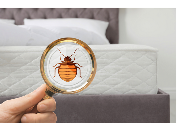 holding up magnifying glass with bed bug icon on it