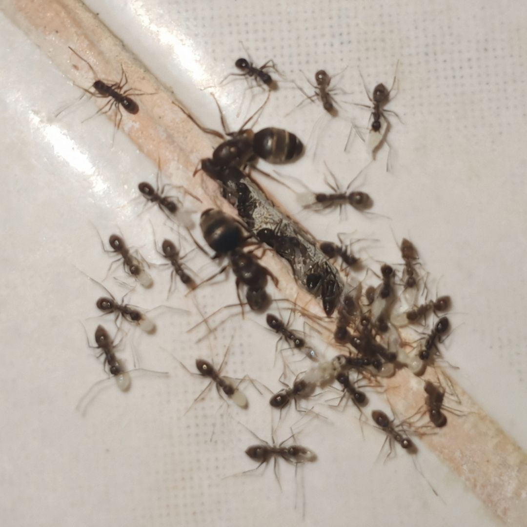 a cluster of ants on the wall