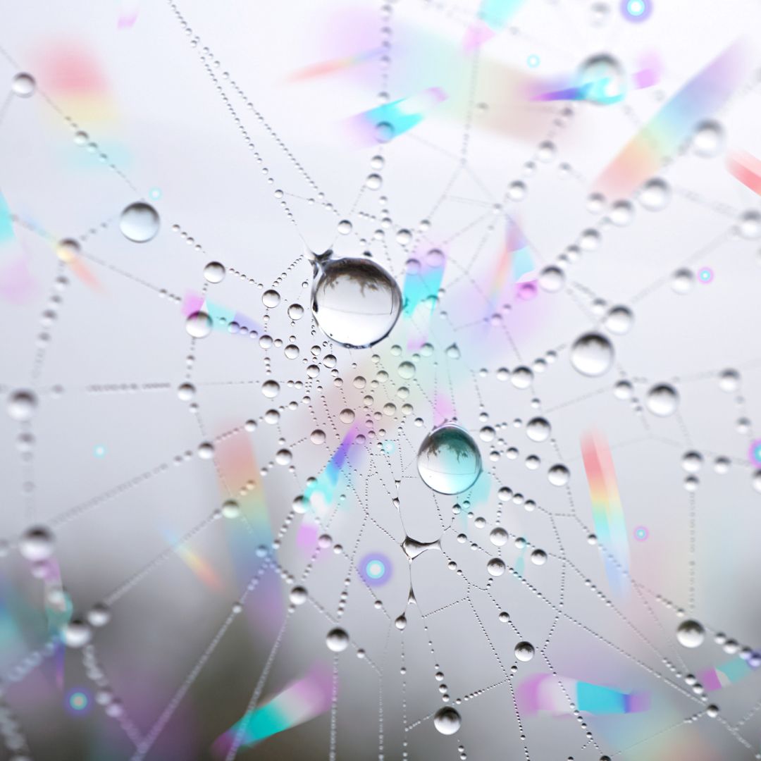 water droplets reflecting on a spiderweb