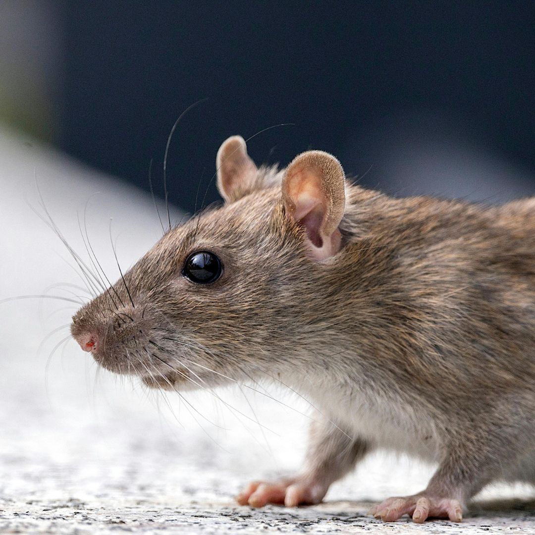 rat