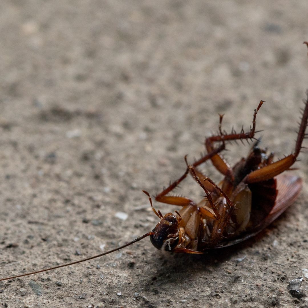 dead cockroach lying on it's back