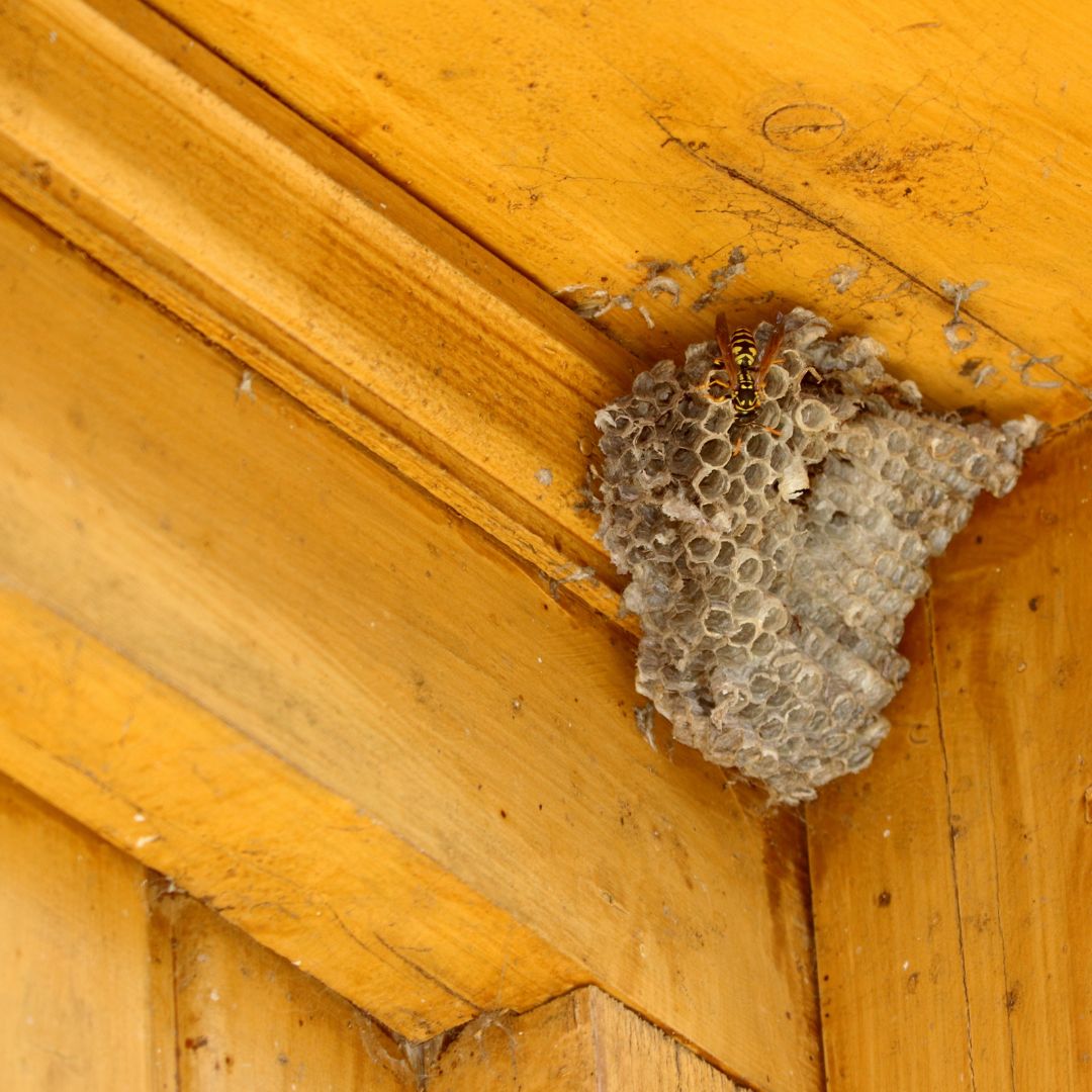 wasp nest up in the corner