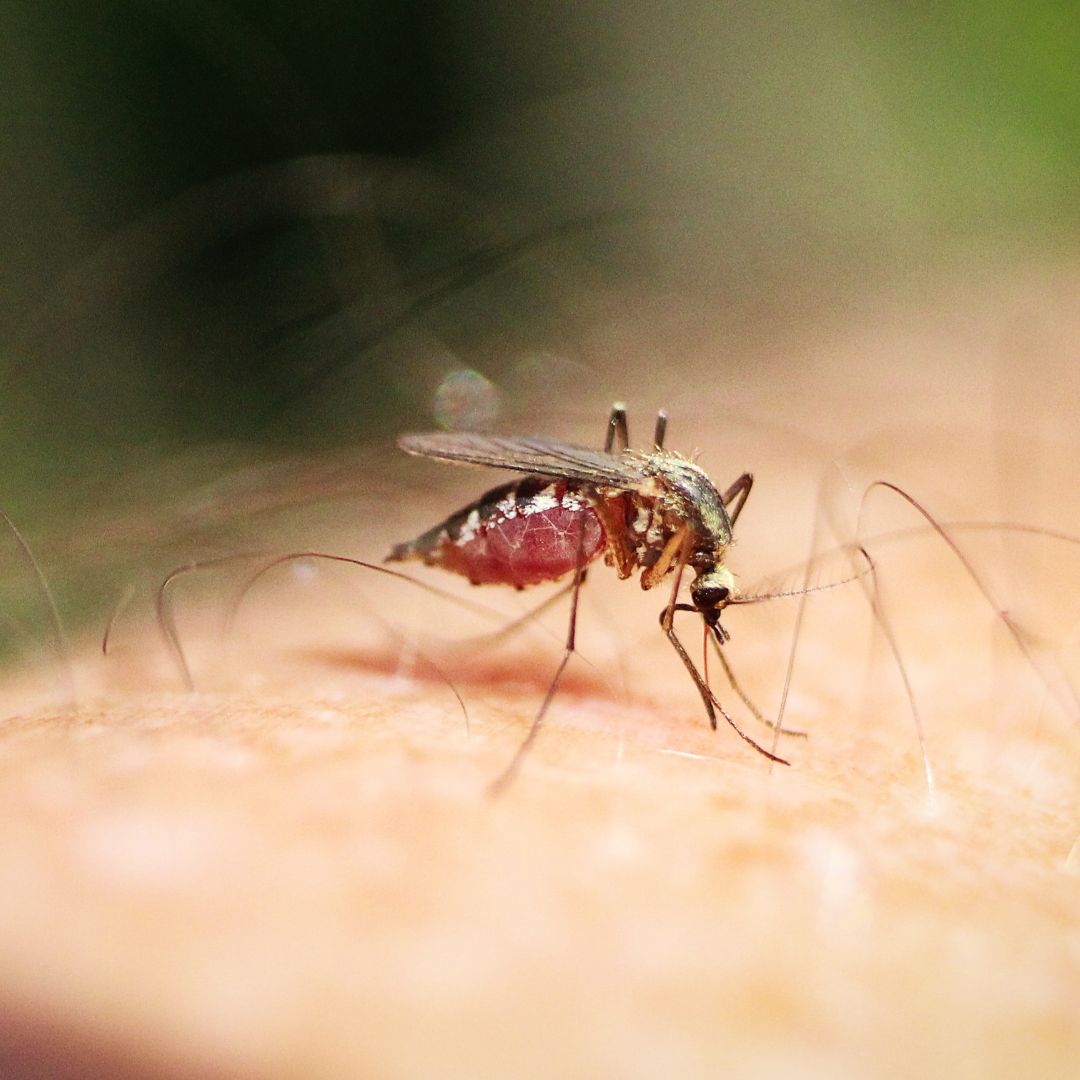 mosquito landed on arm
