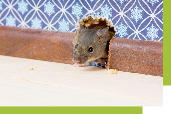 a mouse peeking out of a hole in a home
